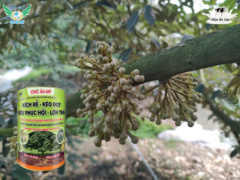 TÁC DỤNG CỦA PHÂN BÓN HỮU CƠ ĐỐI VỚI CÂY TRỒNG VÀ ĐẤT CANH TÁC 