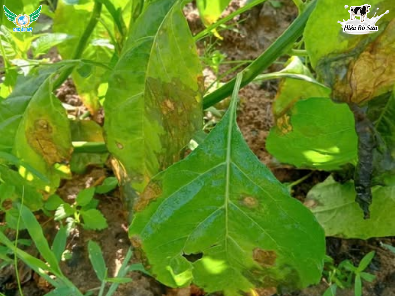 BỆNH ĐỐM LÁ TRÊN ỚT NGUYÊN NHÂN DẤU HIỆU VÀ BIỆN PHÁP PHÒNG NGỪA