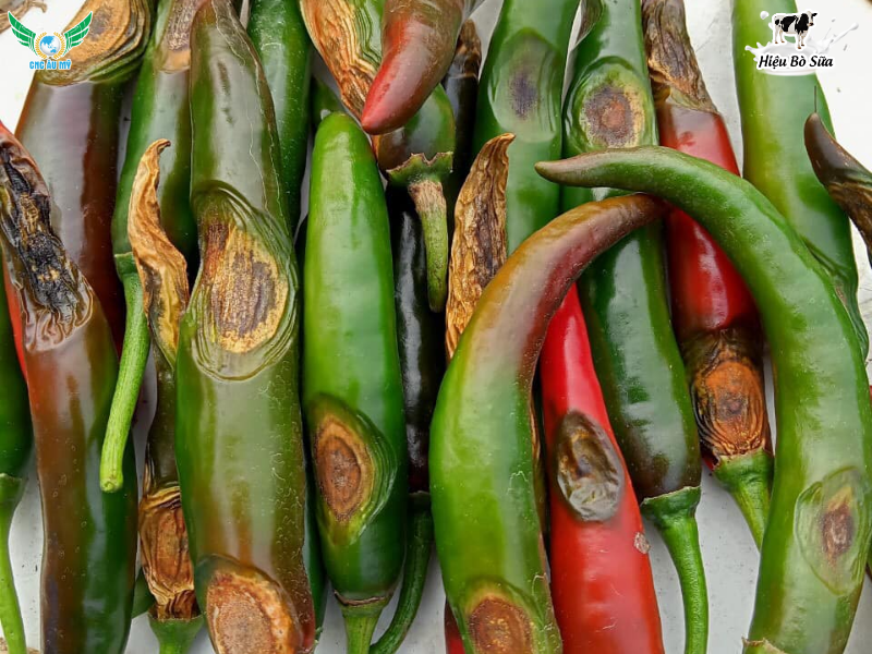 BỆNH THÁN THƯ TRÊN ỚT NGUYÊN NHÂN VÀ BIỆN PHÁP KHẮC PHỤC