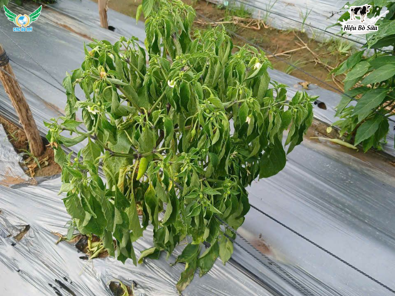 BỆNH HÉO XANH TRÊN ỚT NGUYÊN NHÂN VÀ BIỆN PHÁP XỬ LÝ