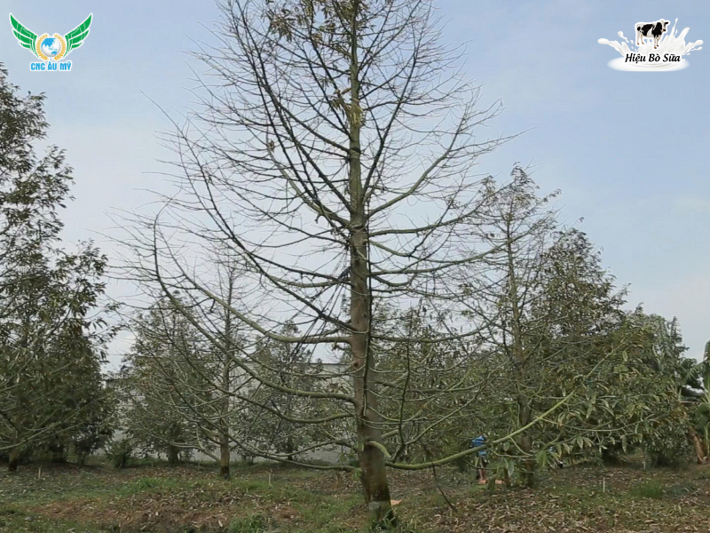 TUYẾN TRÙNG RỄ SẦU RIÊNG | DẤU HIỆU VÀ BIỆN PHÁP KHẮC PHỤC