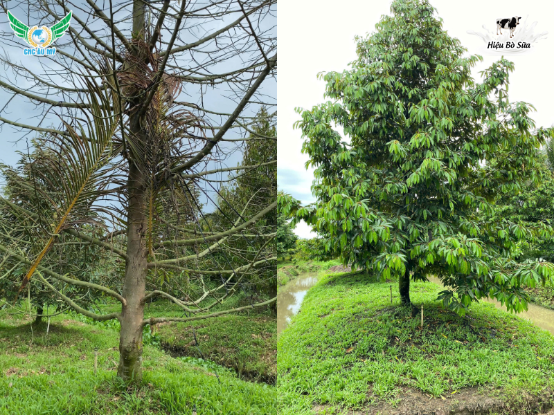 TUYẾN TRÙNG RỄ SẦU RIÊNG | DẤU HIỆU VÀ BIỆN PHÁP KHẮC PHỤC