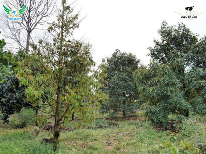 TUYẾN TRÙNG RỄ SẦU RIÊNG | DẤU HIỆU VÀ BIỆN PHÁP KHẮC PHỤC