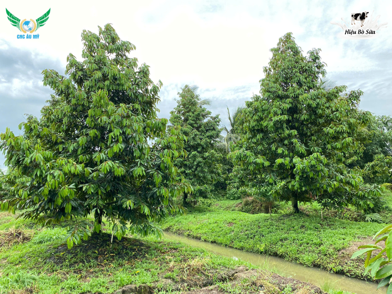 TUYẾN TRÙNG RỄ SẦU RIÊNG | DẤU HIỆU VÀ BIỆN PHÁP KHẮC PHỤC