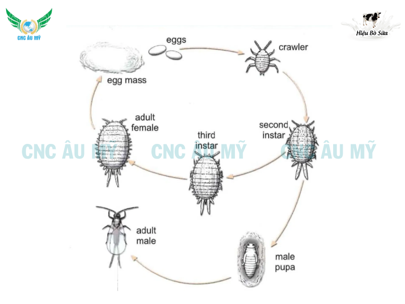 RỆP SÁP SẦU RIÊNG | DẤU HIỆU VÀ CÁCH TRỊ HIỆU QUẢ TẬN GỐC