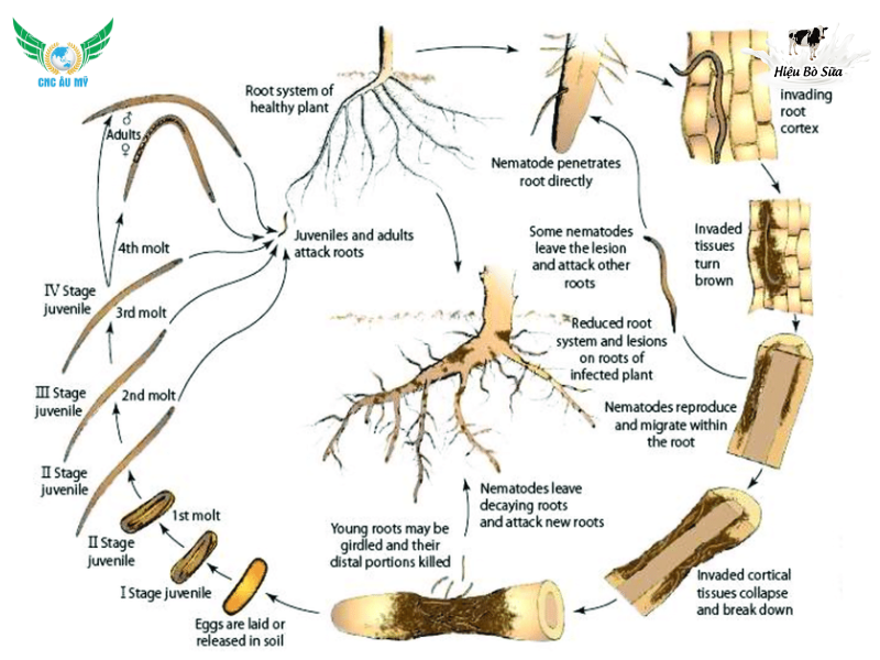 TUYẾN TRÙNG RỄ SẦU RIÊNG | DẤU HIỆU VÀ BIỆN PHÁP KHẮC PHỤC