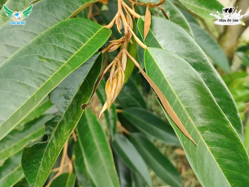 MỘT CƠI ĐỌT SẦU RIÊNG CẦN BAO NHIÊU NGÀY? CÁCH DƯỠNG CƠI ĐỌT CHUẨN