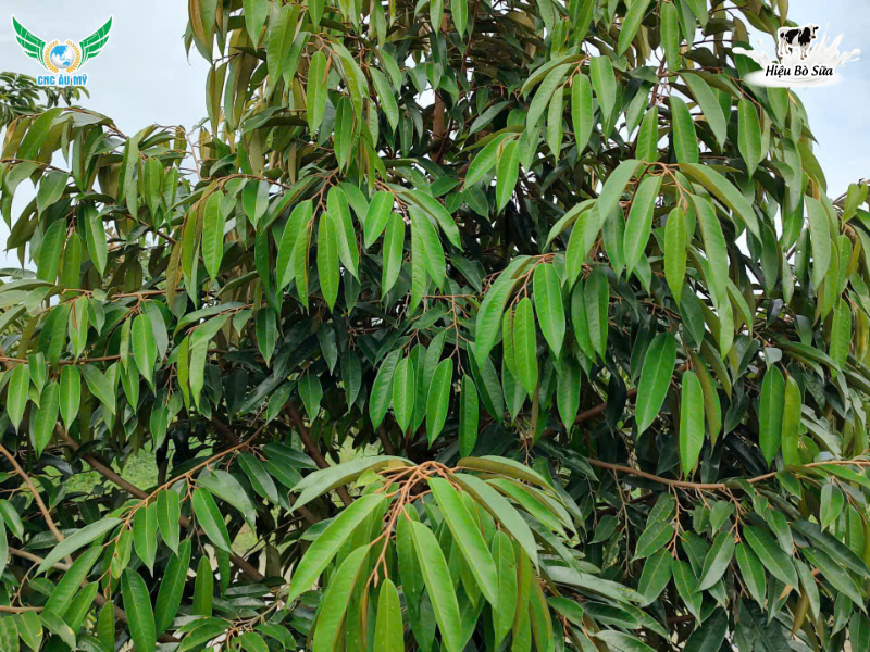 MỘT CƠI ĐỌT SẦU RIÊNG CẦN BAO NHIÊU NGÀY? CÁCH DƯỠNG CƠI ĐỌT CHUẨN