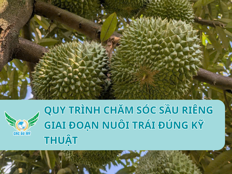 QUY TRÌNH CHĂM SÓC SẦU RIÊNG GIAI ĐOẠN NUÔI TRÁI ĐÚNG KỸ THUẬT