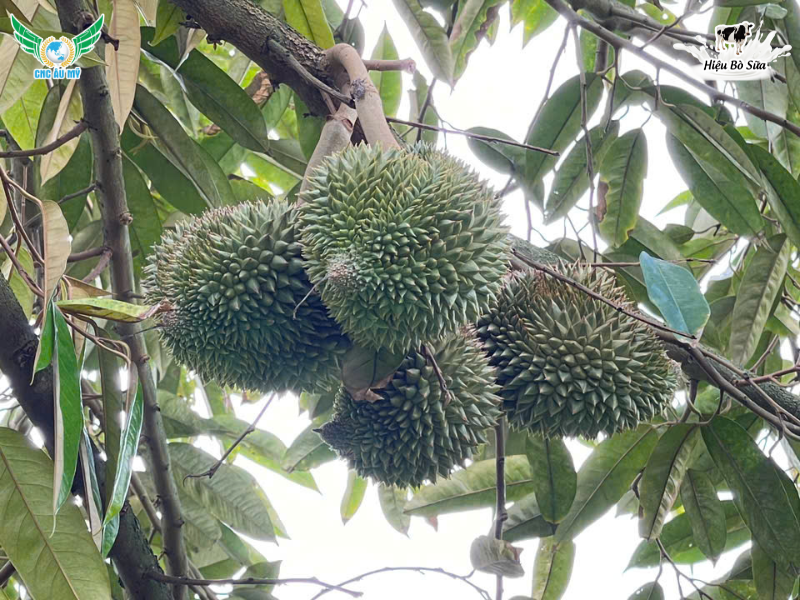 QUY TRÌNH CHĂM SÓC SẦU RIÊNG GIAI ĐOẠN NUÔI TRÁI ĐÚNG KỸ THUẬT