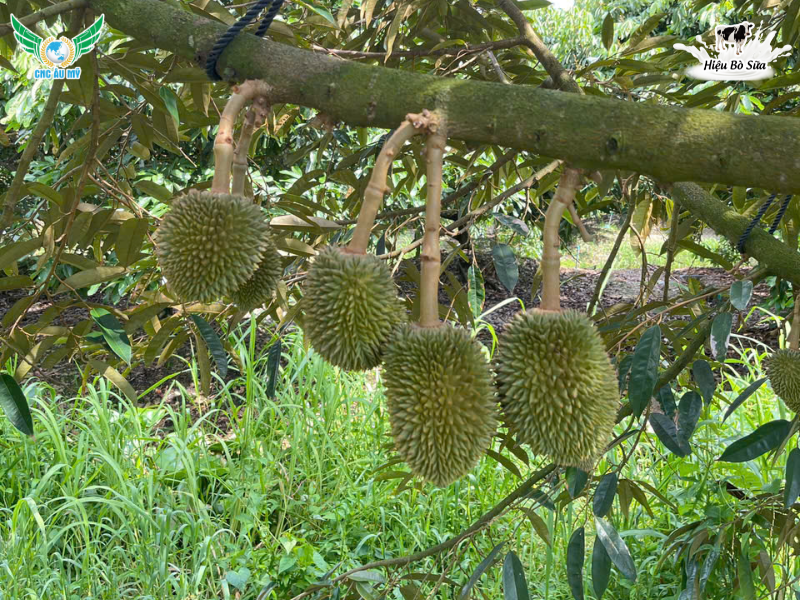 QUY TRÌNH CHĂM SÓC SẦU RIÊNG GIAI ĐOẠN NUÔI TRÁI ĐÚNG KỸ THUẬT