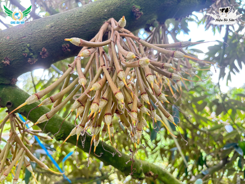 QUY TRÌNH CHĂM SÓC SẦU RIÊNG GIAI ĐOẠN NUÔI TRÁI ĐÚNG KỸ THUẬT