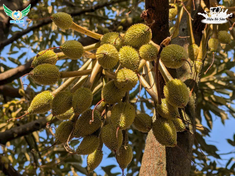 QUY TRÌNH CHĂM SÓC SẦU RIÊNG GIAI ĐOẠN NUÔI TRÁI ĐÚNG KỸ THUẬT