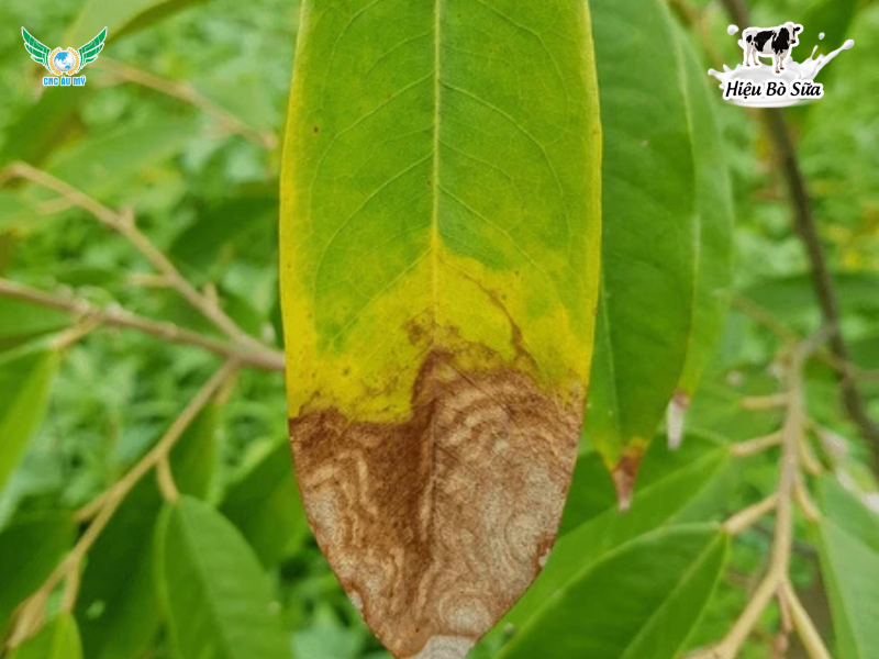 Bệnh thán thư sầu riêng: Bí quyết giải cứu khu vườn xanh - sạch bệnh
