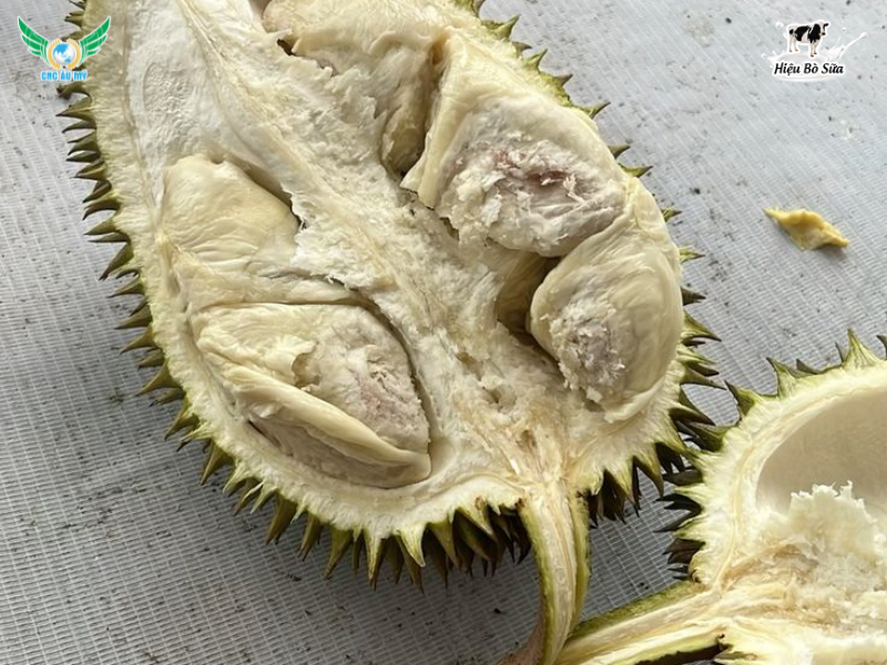 SẦU RIÊNG BỊ SƯỢNG - NGUYÊN NHÂN VÀ BIỆN PHÁP KHẮC PHỤC