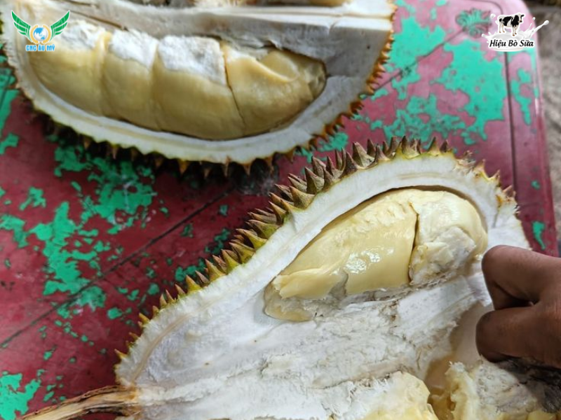 SẦU RIÊNG BỊ SƯỢNG - NGUYÊN NHÂN VÀ BIỆN PHÁP KHẮC PHỤC