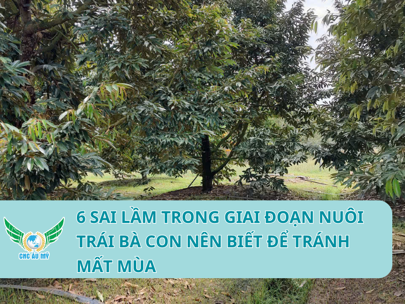 6 SAI LẦM TRONG GIAI ĐOẠN NUÔI TRÁI BÀ CON NÊN BIẾT ĐỂ TRÁNH MẤT MÙA
