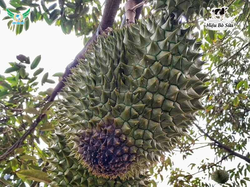 Bệnh thán thư sầu riêng: Bí quyết giải cứu khu vườn xanh - sạch bệnh
