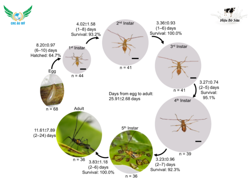 BỌ XÍT MUỖI HẠI SẦU RIÊNG | ĐẶC ĐIỂM, TÁC HẠI VÀ BIỆN PHÁP XỬ LÝ