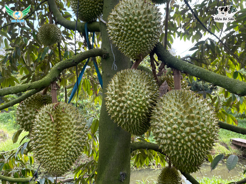 SẦU RIÊNG THÁI (MONTHONG): ĐẶC ĐIỂM, CÁCH CHỌN VÀ KỸ THUẬT TRỒNG TỪ A-Z