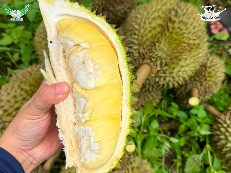 SẦU RIÊNG THÁI (MONTHONG): ĐẶC ĐIỂM, CÁCH CHỌN VÀ KỸ THUẬT TRỒNG TỪ A-Z
