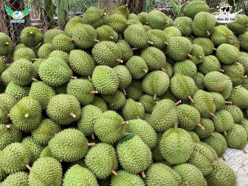 SẦU RIÊNG RI6: NGUỒN GỐC, ĐẶC ĐIỂM, GIÁ CẢ VÀ BÍ QUYẾT CHỌN NGON CHUẨN VỊ