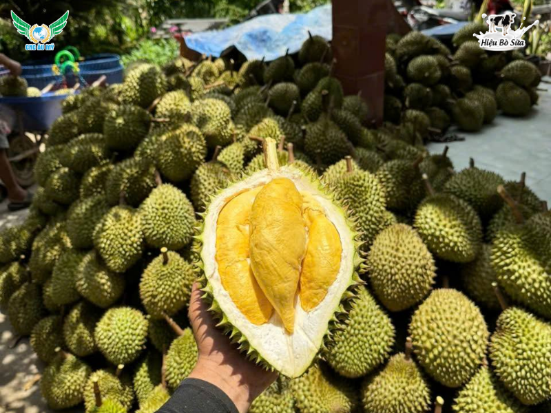 SẦU RIÊNG RI6: NGUỒN GỐC, ĐẶC ĐIỂM, GIÁ CẢ VÀ BÍ QUYẾT CHỌN NGON CHUẨN VỊ